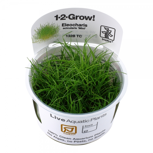 Eleocharis pusilla / Eleocharis acicularis -  Winzige Nadelsimse 'Mini' 1-2-Grow!